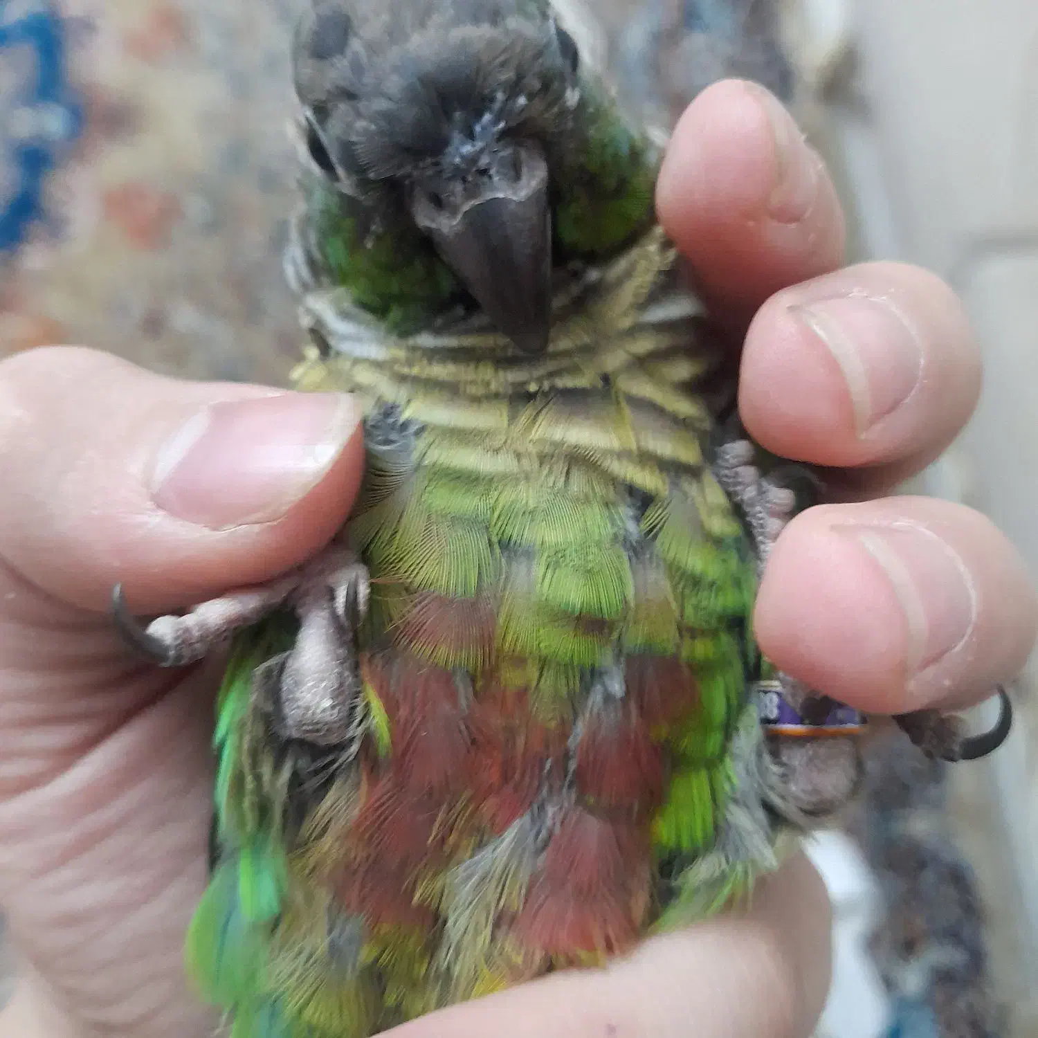 گرینچیک نر|پرنده|تهران, دستغیب|دیوار