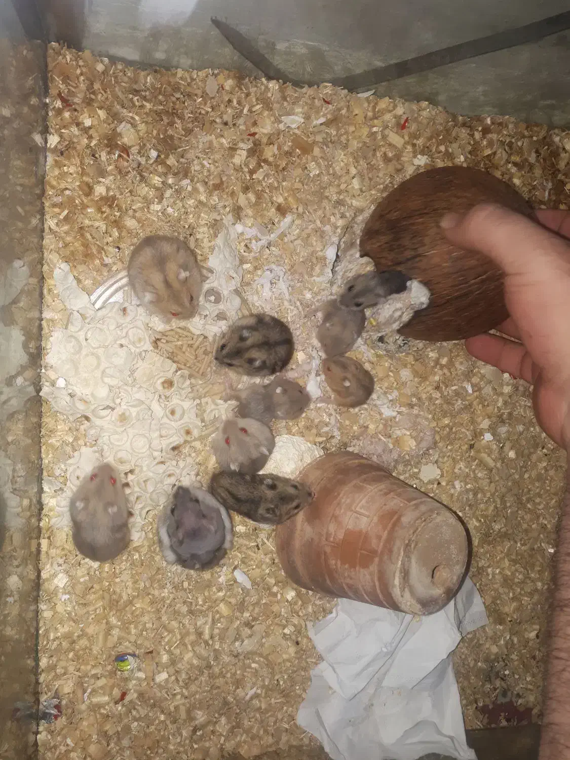 همستر کمپل گلد|موش و خرگوش|محمدشهر, علی آباد گونه|دیوار