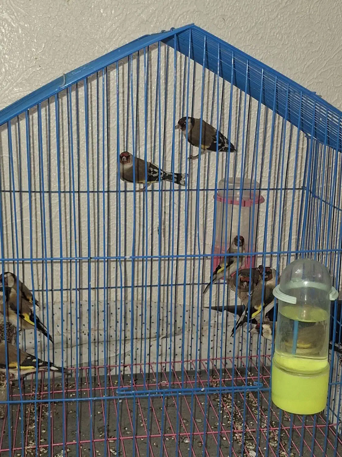 سهره|پرنده|شاهین‌شهر, عطار|دیوار