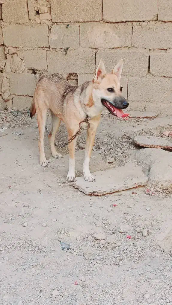 سگ لوتی ماده ۶ ماه|سگ|اهواز, غیزانیه|دیوار