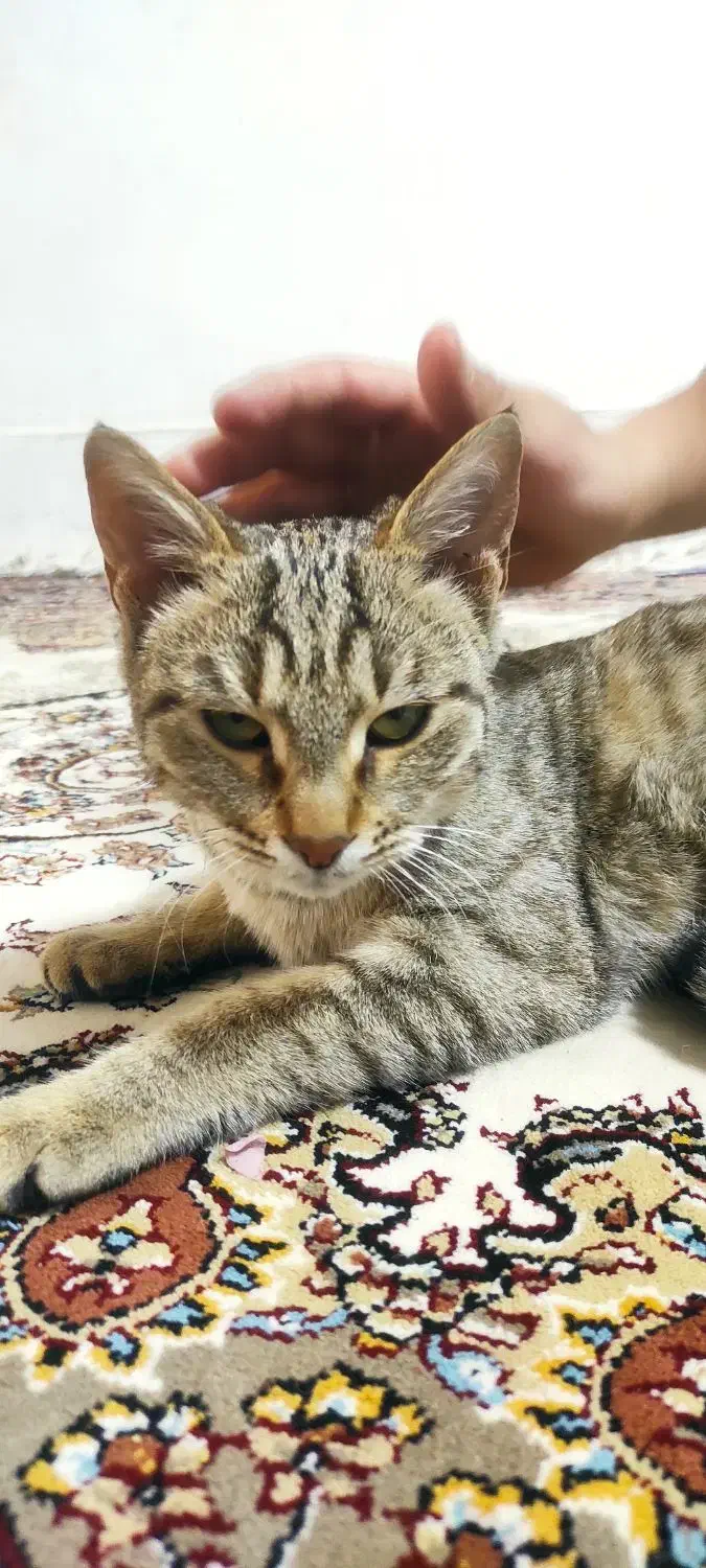 گربه خانگی|گربه|سنندج, |دیوار