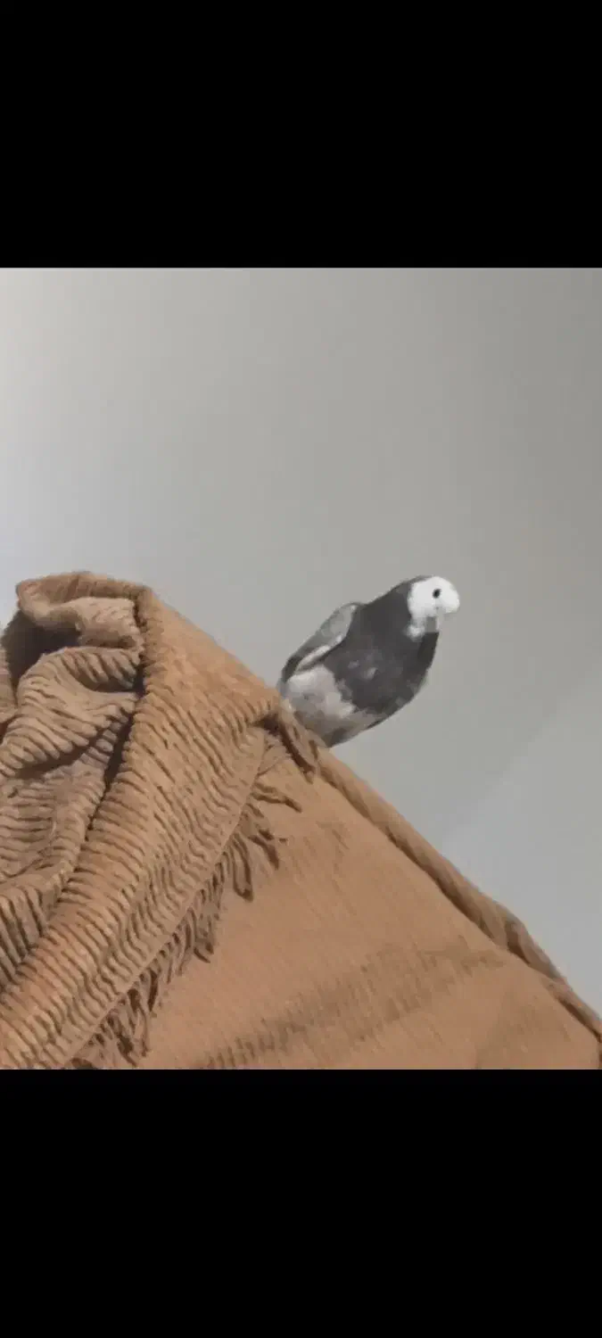 کفترگمشده|حیوانات|قم, نیروگاه|دیوار