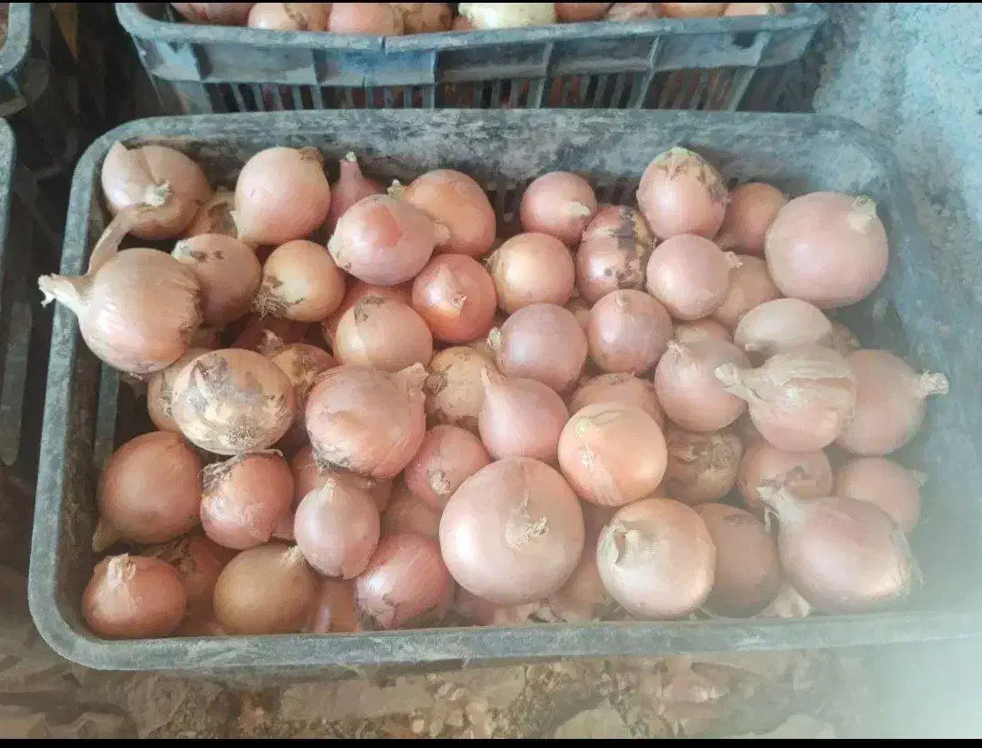 فروش پیاز عمده از کشاورز تناژ بالا|خوردنی و آشامیدنی|چناران, |دیوار