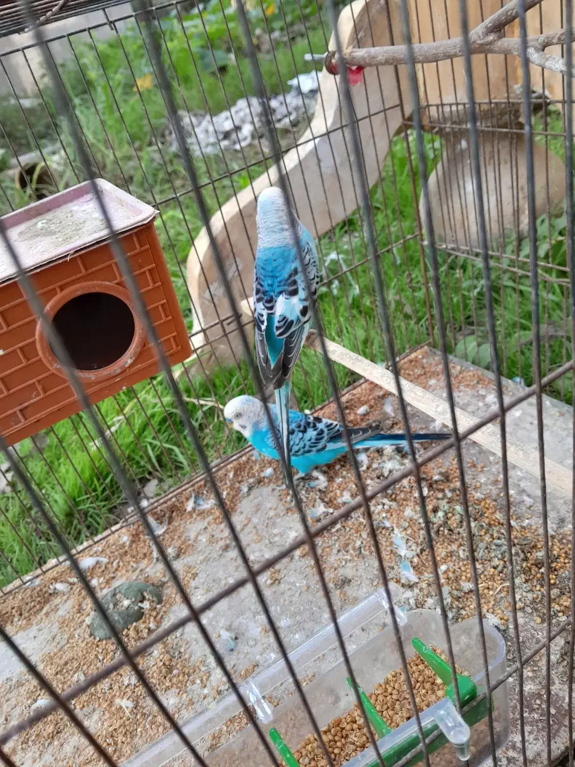 یک جفت مرغ عشق|پرنده|رشت, بلوار گیلان|دیوار