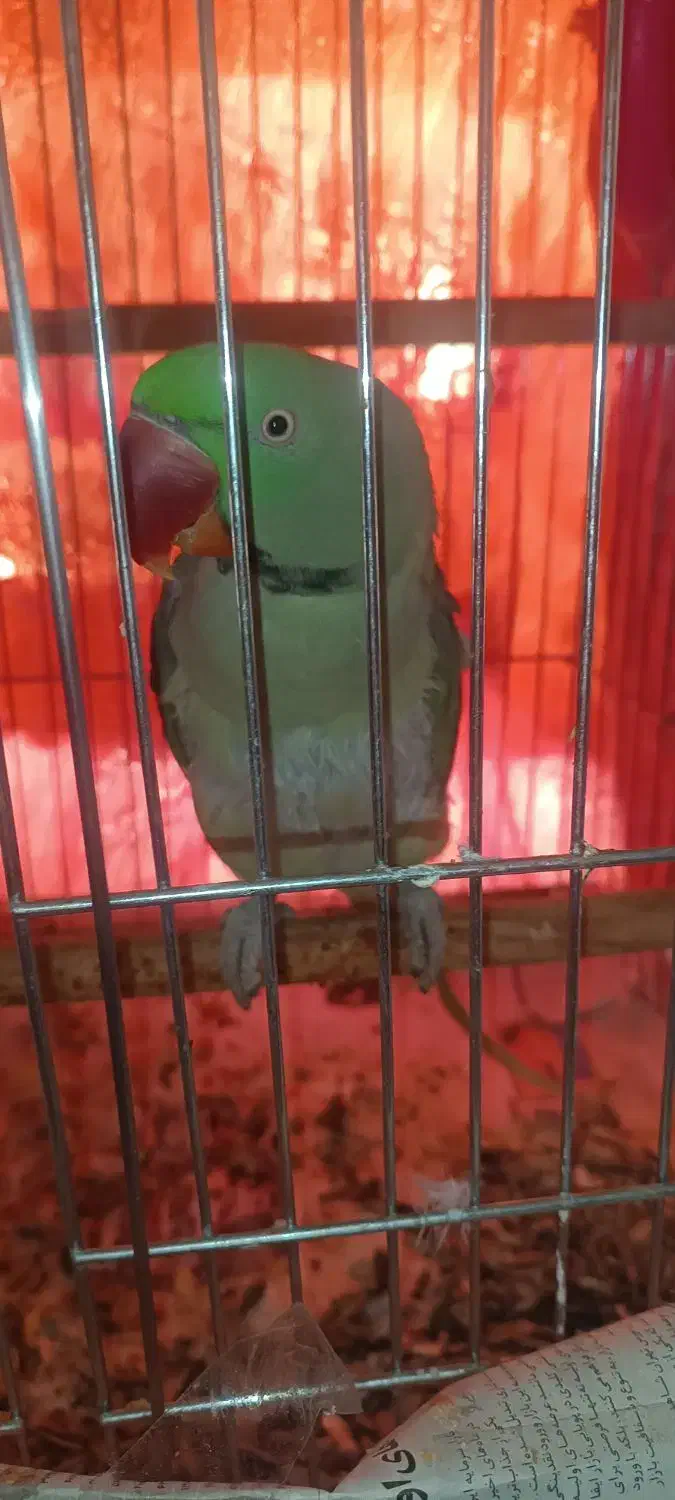 شاه طوطی نر|پرنده|نجف‌آباد, یزدانشهر|دیوار