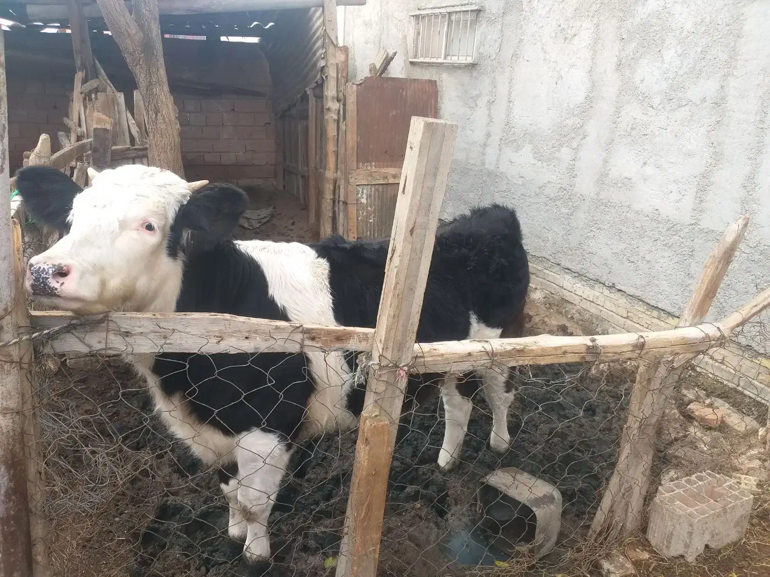 گوساله|حیوانات مزرعه|آق قلا, |دیوار