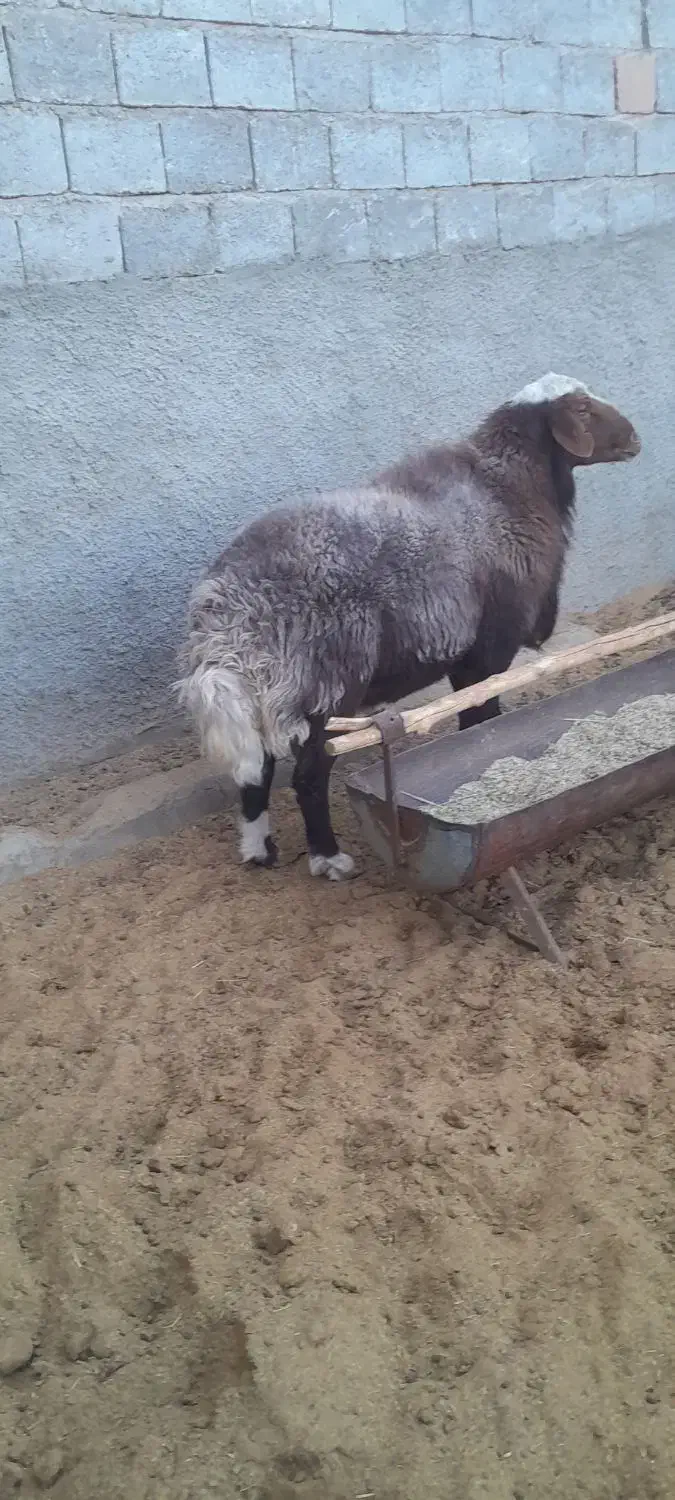 سلام یک عدد قوچ همه چی تمام درجه ۱ فروشی|حیوانات مزرعه|دهق, |دیوار