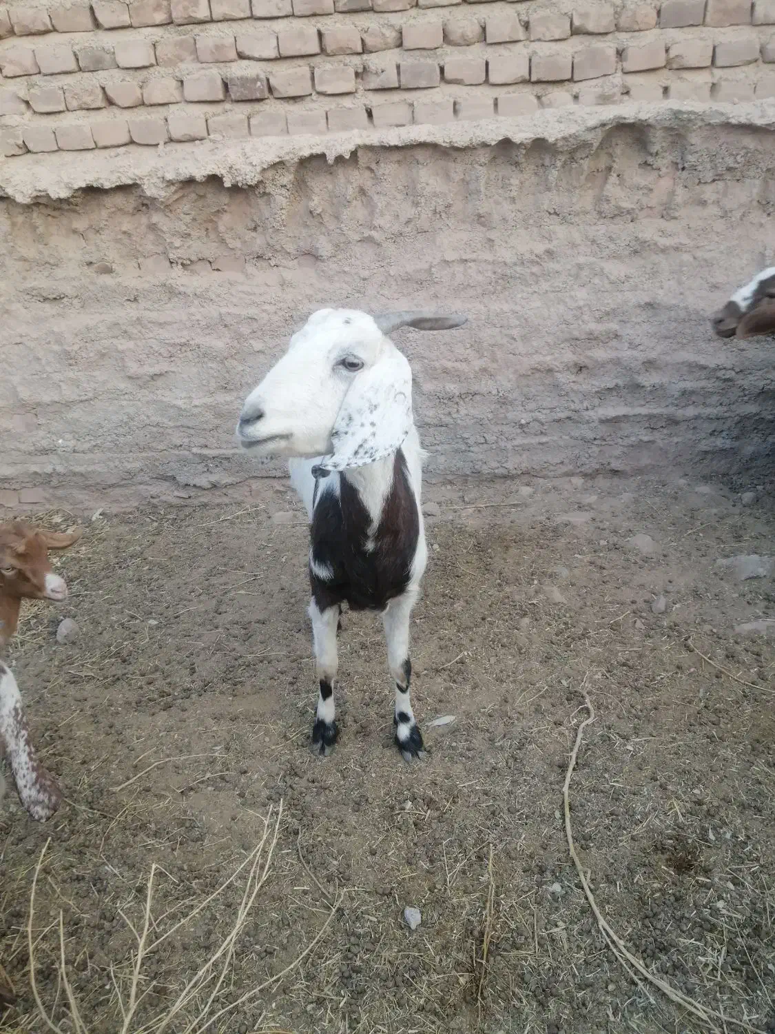 بز پاکستانی|حیوانات مزرعه|زرند, |دیوار