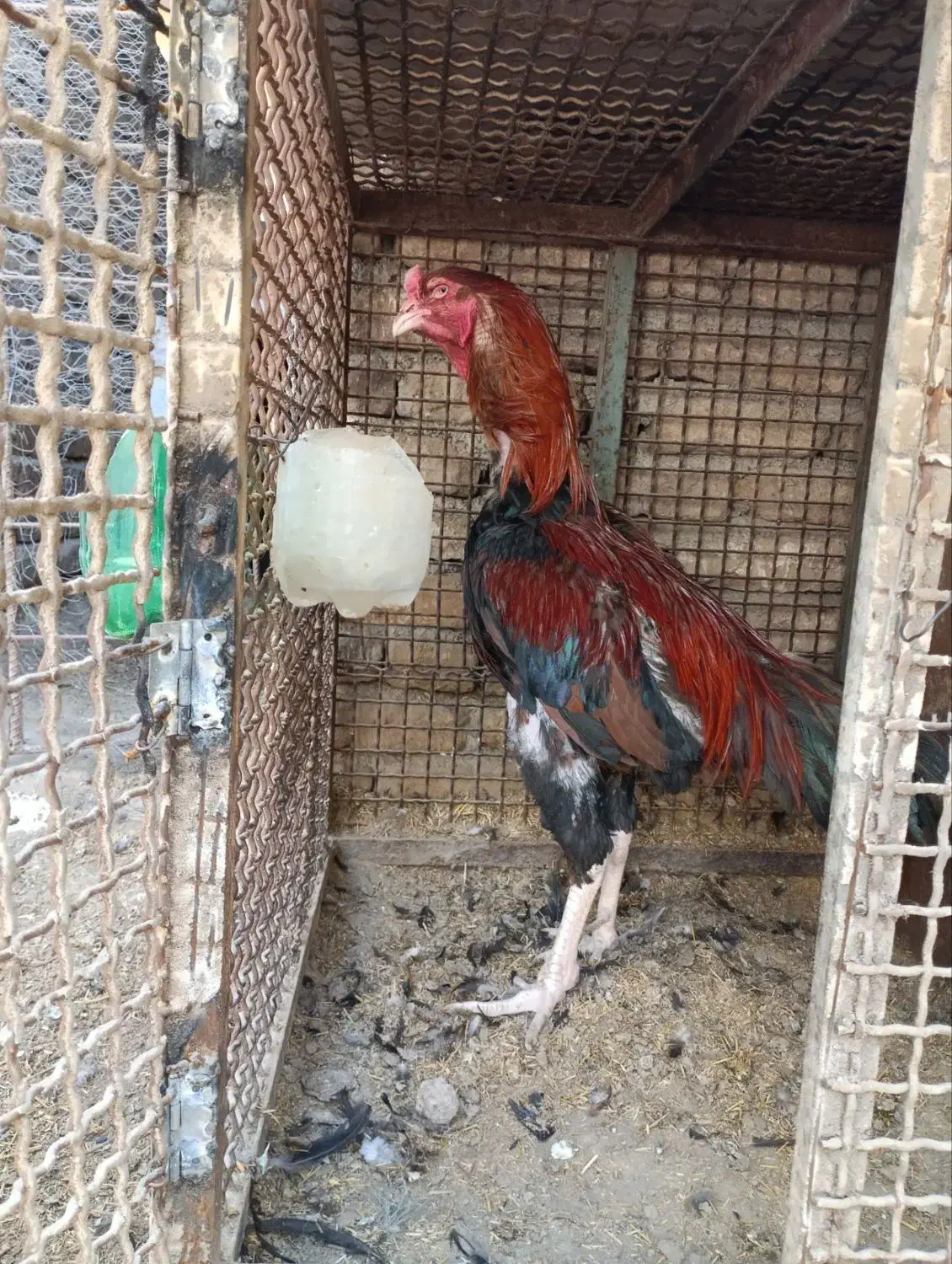 ل ا ری خ ر وس|حیوانات مزرعه|پاکدشت, کبودگنبد|دیوار