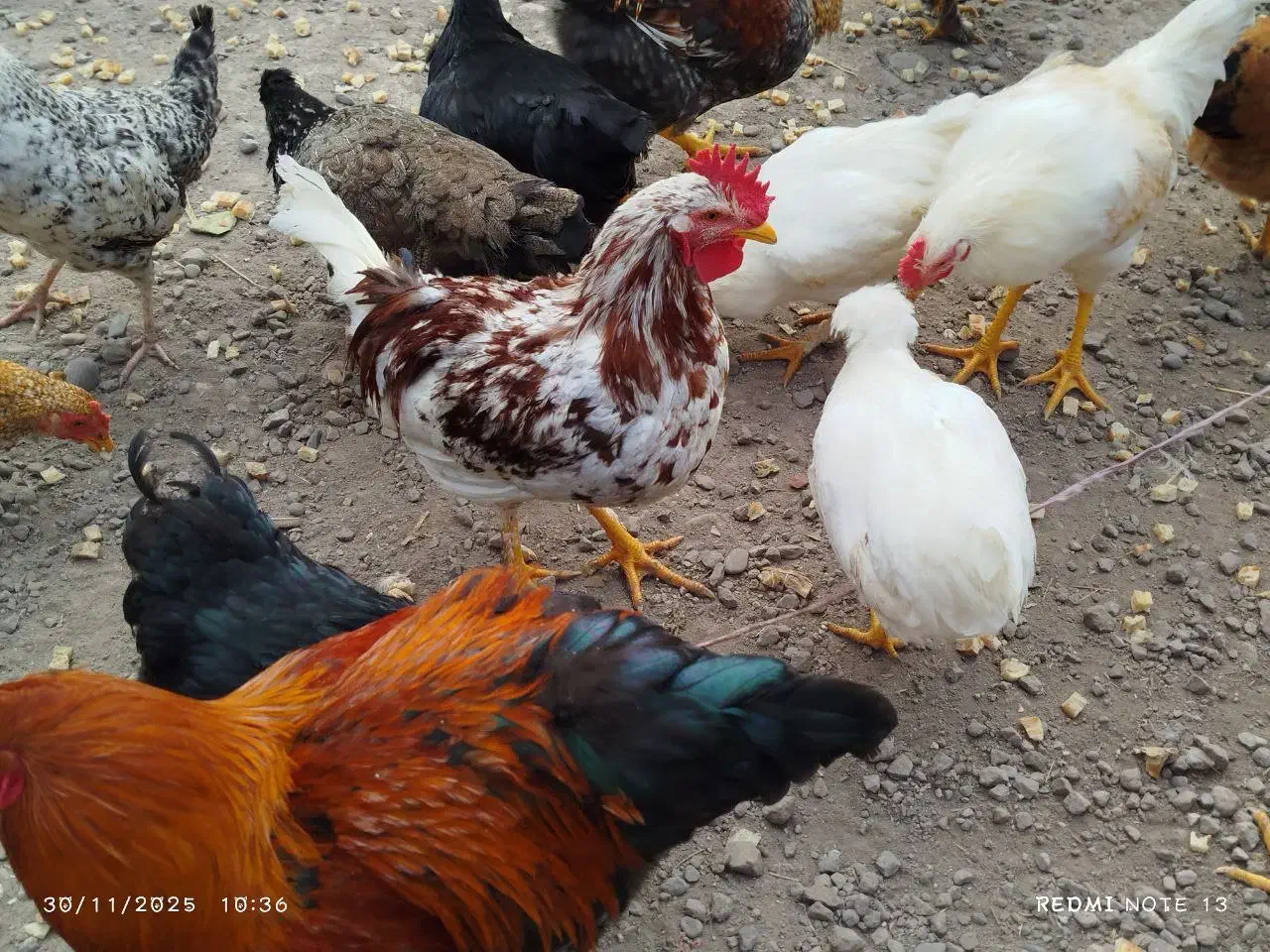 خروس محلی برای نگهداری و قربانی|حیوانات مزرعه|کوچصفهان, |دیوار