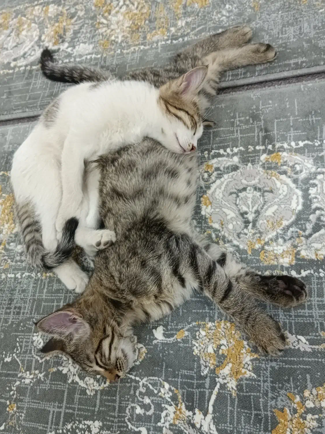 واگذاری بچه گربه|گربه|پیرانشهر, |دیوار