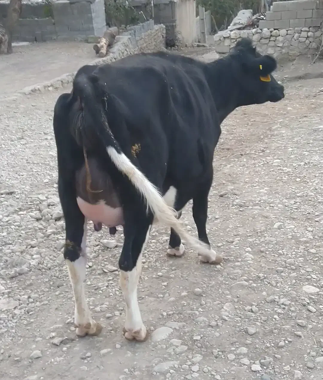 گاو فروشی|حیوانات مزرعه|لوداب, |دیوار