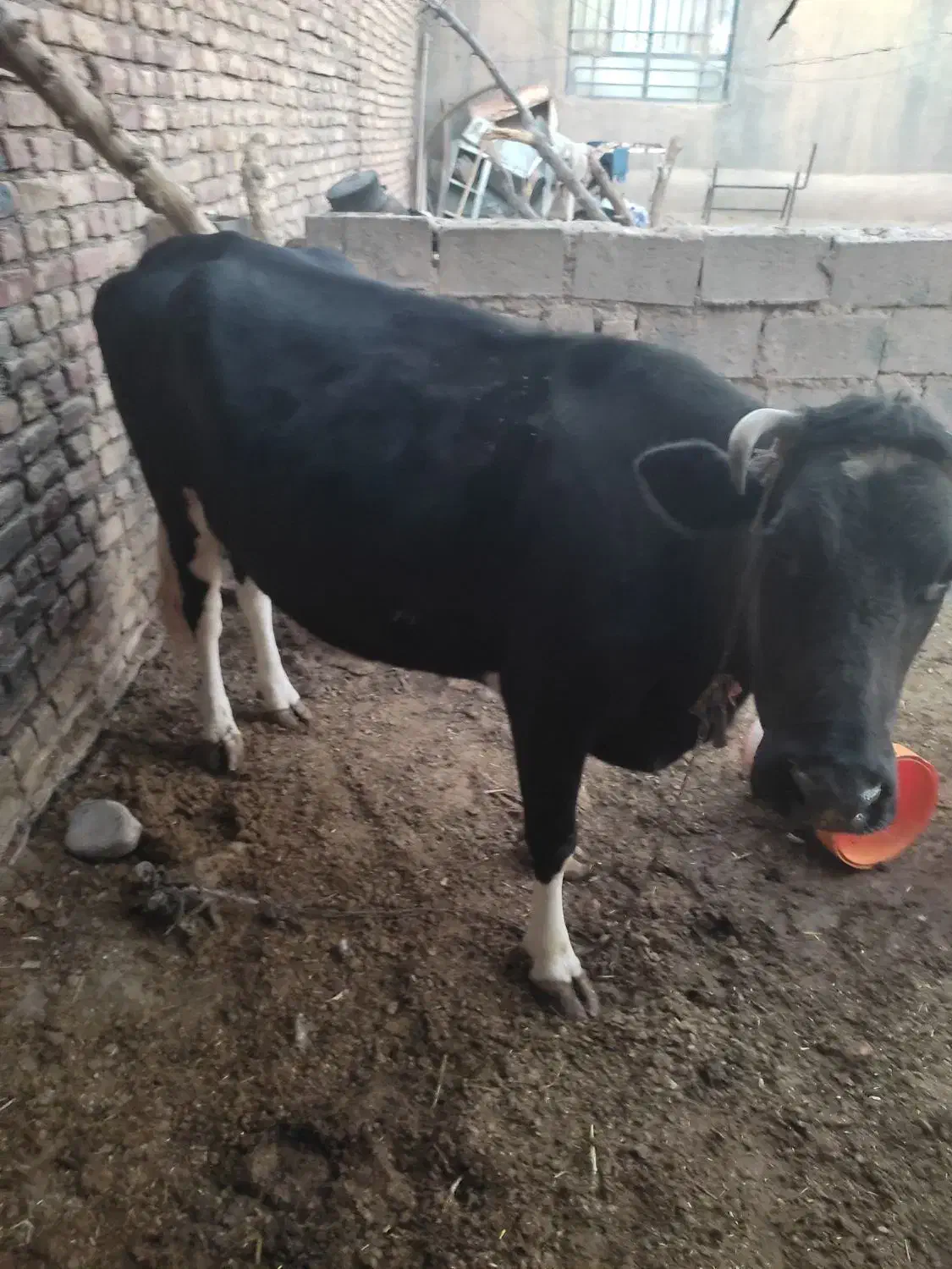 گاو دو رگه|حیوانات مزرعه|زیرکوه, |دیوار