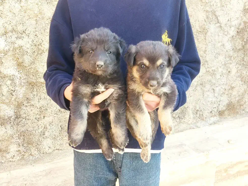 واگذاری|سگ|شیراز, فضل‌آباد|دیوار