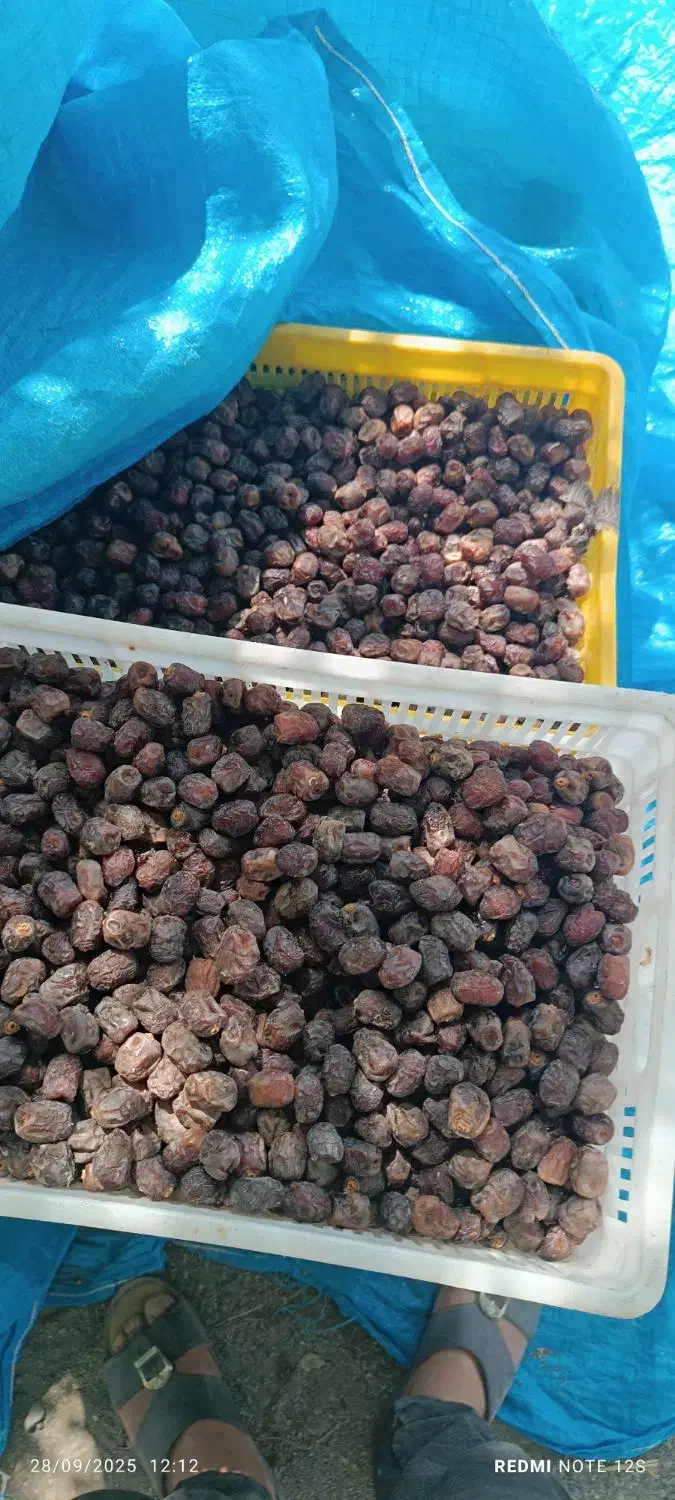 خرمای مرداسنگ|خوردنی و آشامیدنی|منوجان, |دیوار