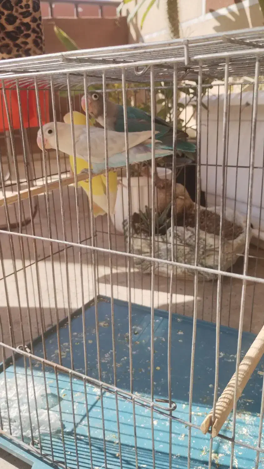 طوطی برزیلی فیشر|پرنده|کرج, دهقان ویلا|دیوار