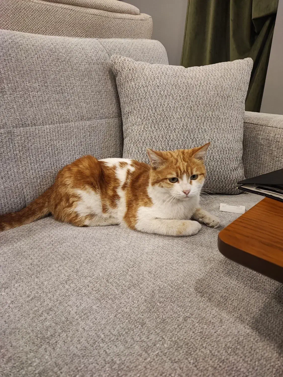 گربه|گربه|یزد, |دیوار