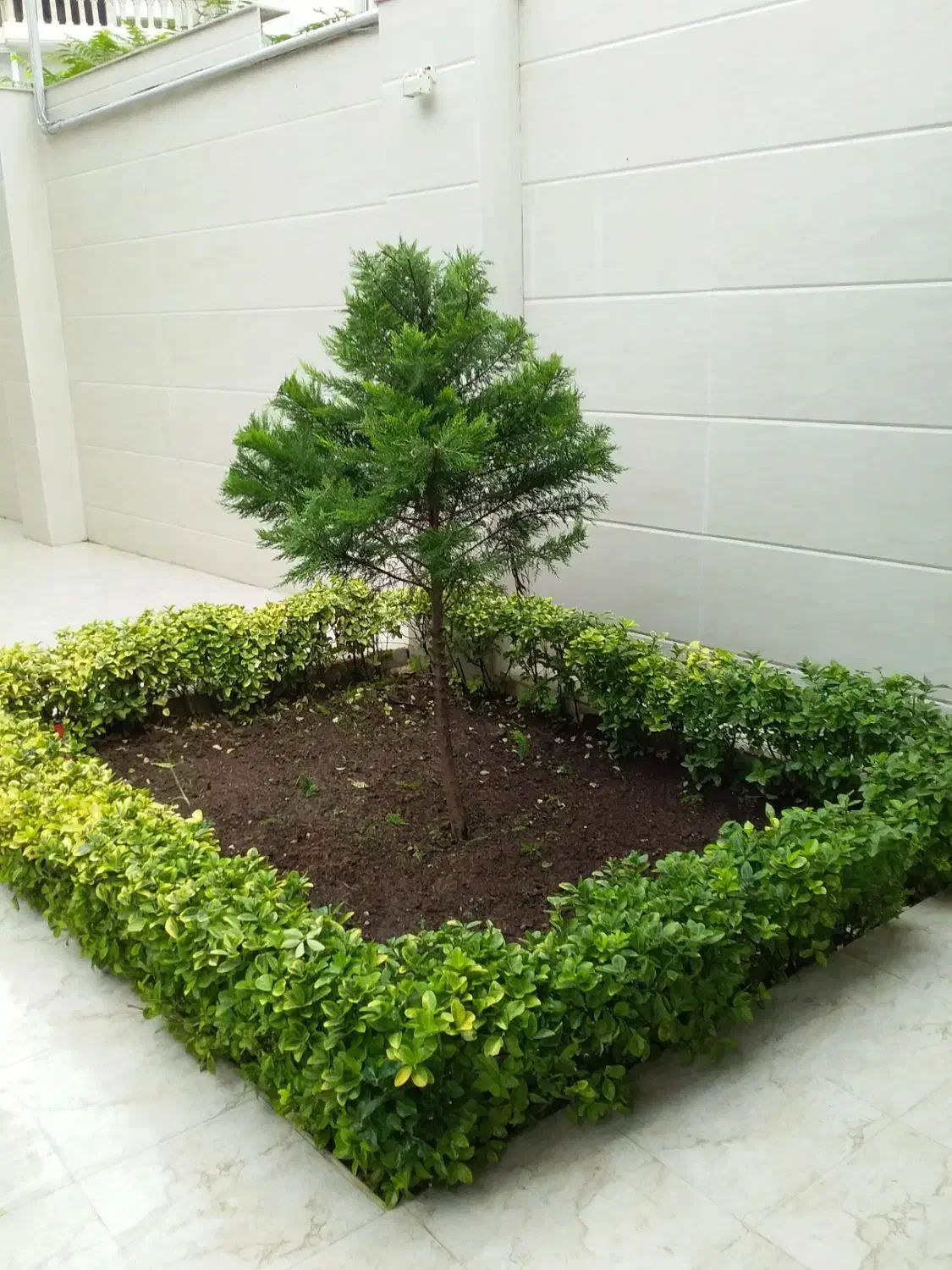 باغبانی و فضای سبز|خدمات باغبانی و درختکاری|بندر انزلی, پردیس|دیوار