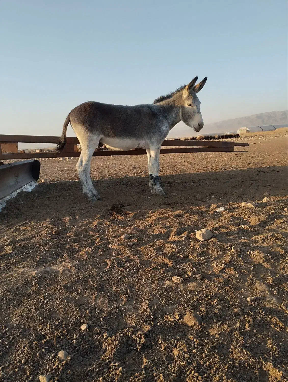 الاغ|حیوانات مزرعه|فریمان, |دیوار