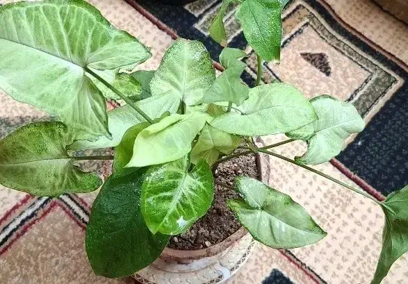 سینگونیوم ساده ابلق مینیاتوری|گل و گیاه طبیعی|اصفهان, شهرک کاوه|دیوار