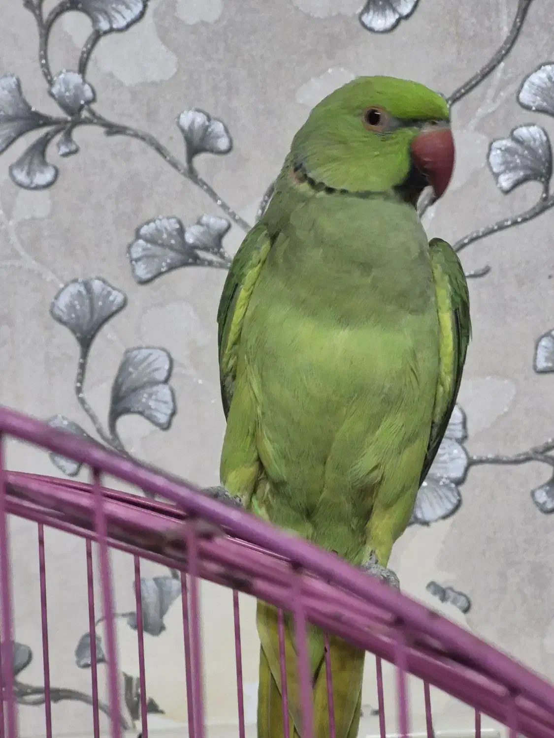 طوطی ملنگو|پرنده|قم, شاه سید علی|دیوار