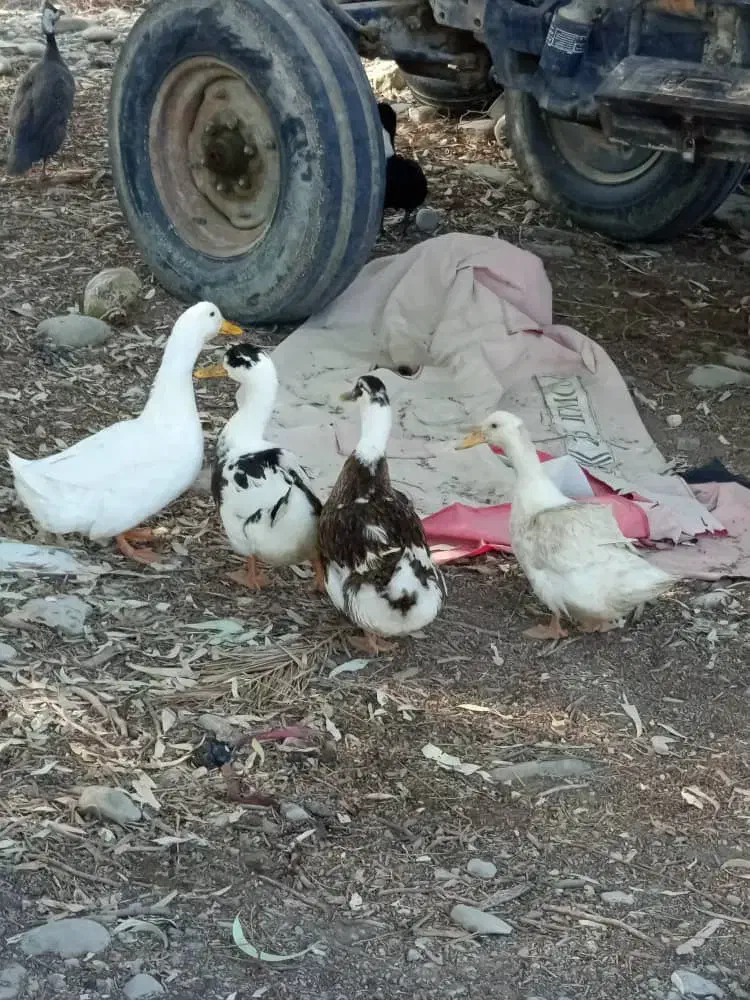 حیوانات|حیوانات مزرعه|نیک شهر, |دیوار