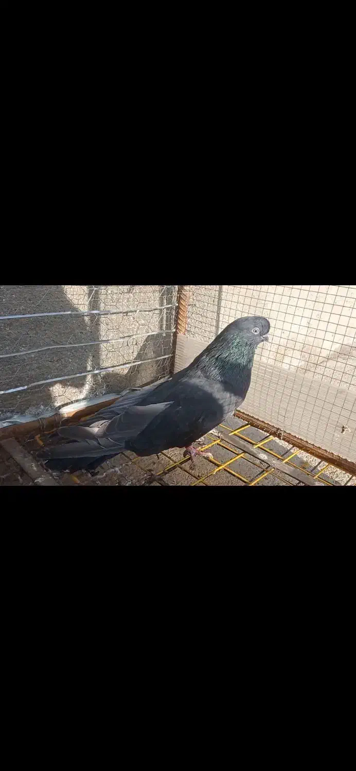 فروش نر قنار|پرنده|میاندوآب, |دیوار