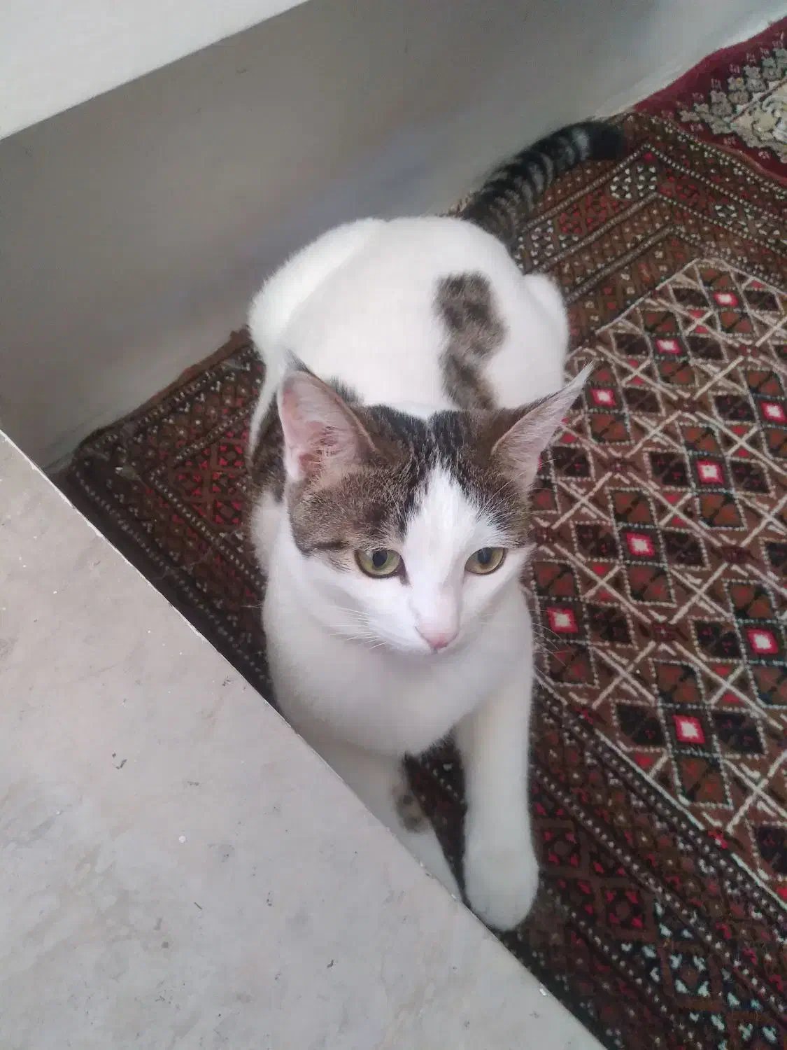 گربه خونگی|گربه|زنجان, |دیوار
