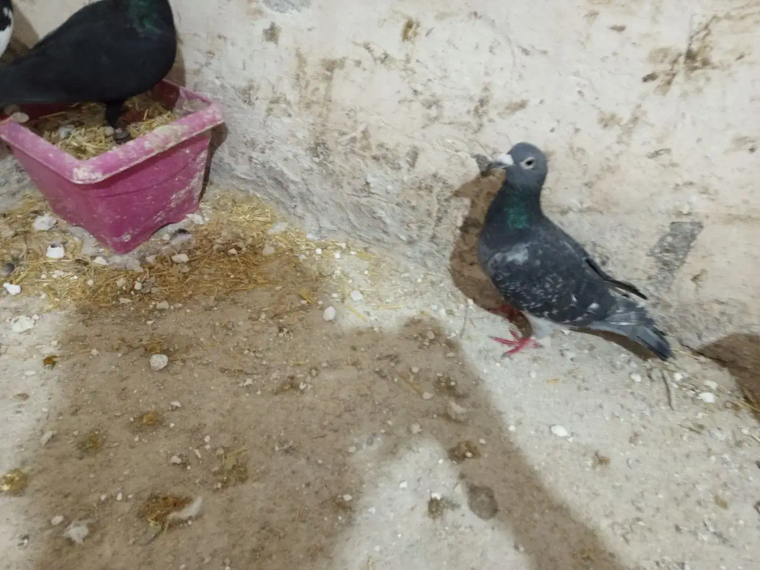 کفتر|پرنده|تربت جام, میان جام|دیوار