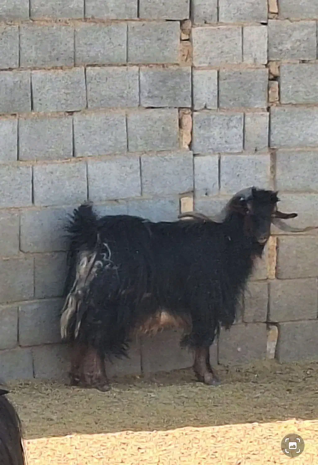 چپش نر دبر|حیوانات مزرعه|فولادشهر, سایت صنعتی کاوه|دیوار