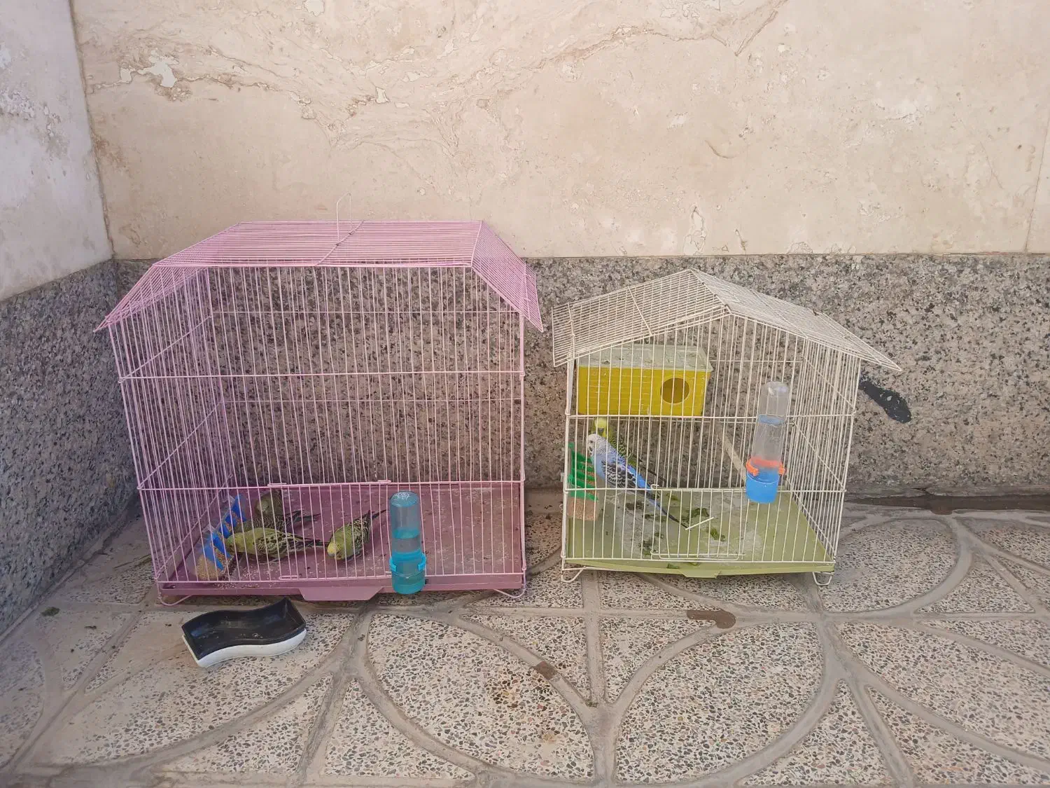 مرغ عشق|پرنده|ابرکوه, |دیوار