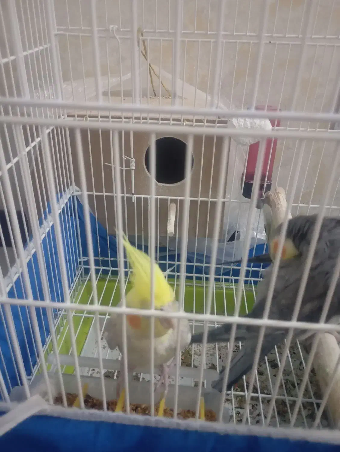 عروس هلندی ماده|پرنده|برخوار, |دیوار