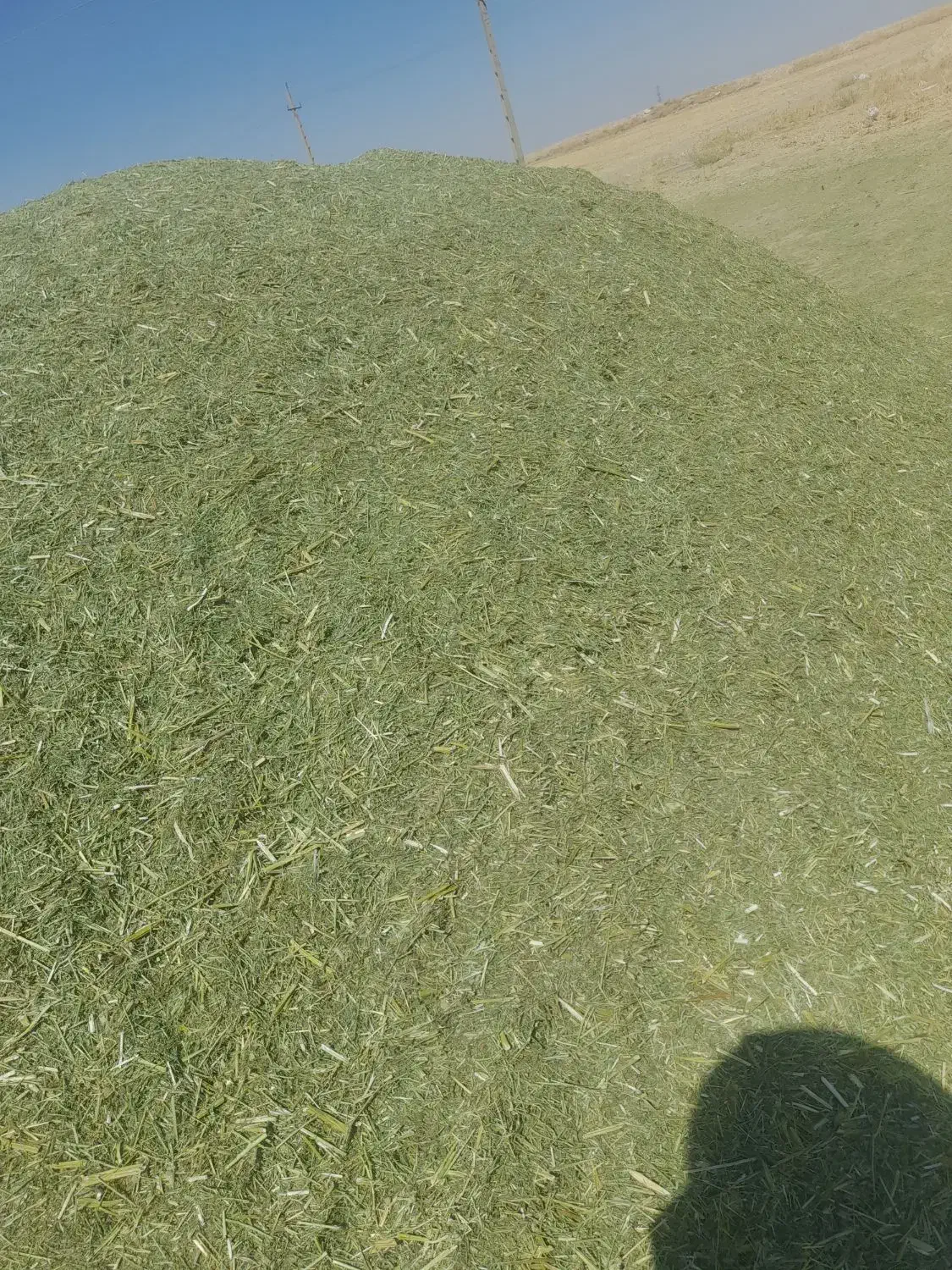 یونجه|خدمات باغبانی و درختکاری|دهگلان, |دیوار