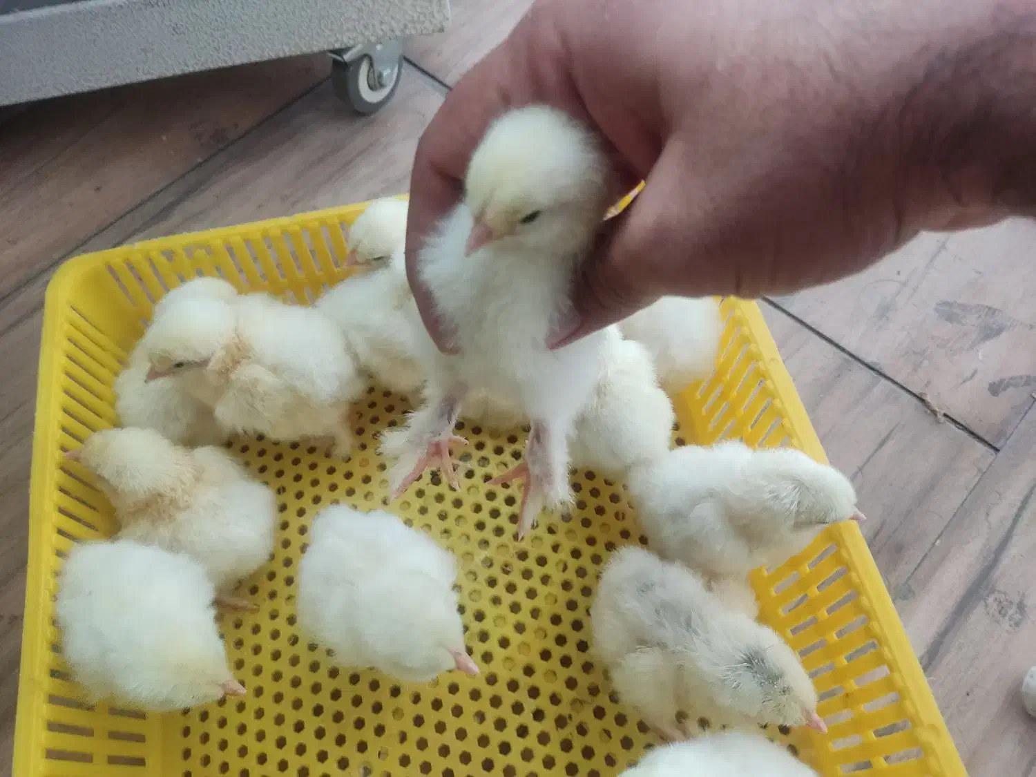 جوجه مرغ خروس برهما|حیوانات مزرعه|تهران, حافظیه|دیوار