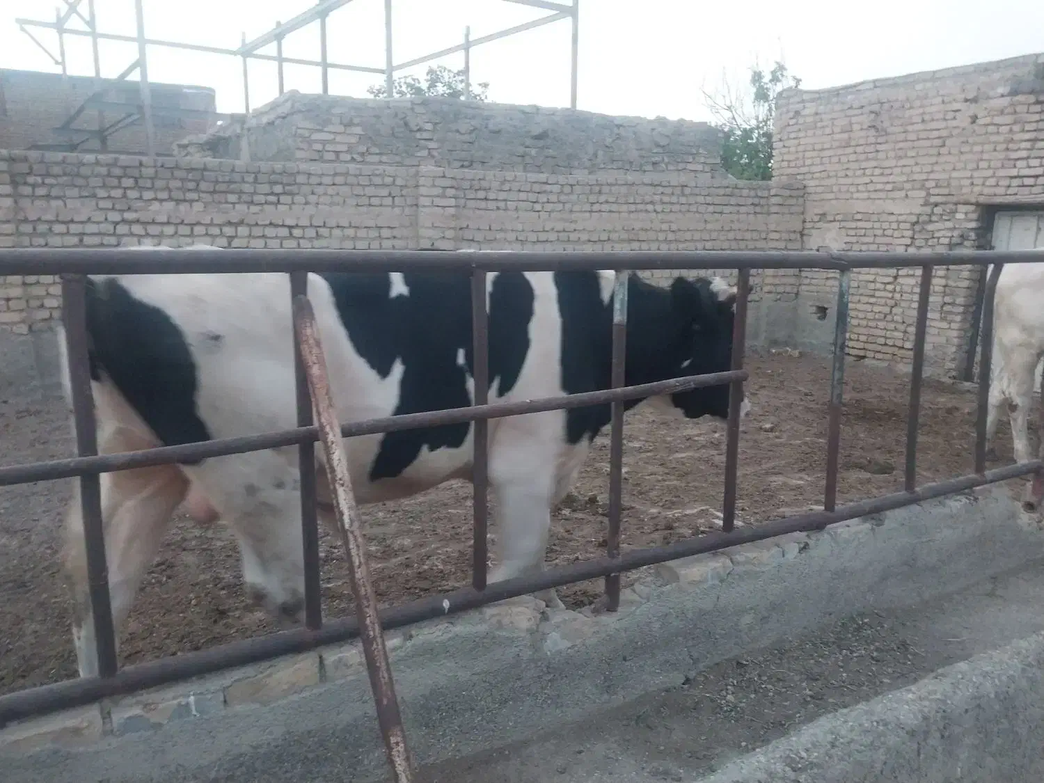 گوساله پرواری|حیوانات مزرعه|مشهد, شهید فرامرز عباسی|دیوار