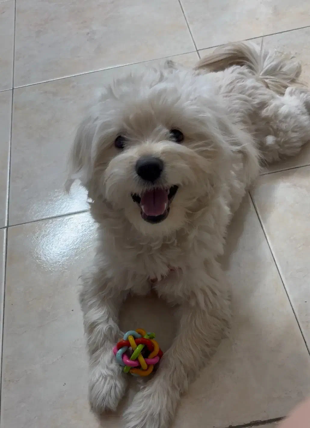 واگذاری سگ ۸ م|سگ|تهران, کرمان|دیوار