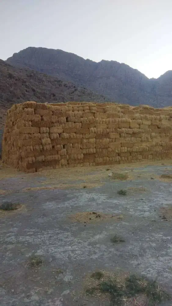 فروش سیفال گندم (کاه گندم)|لوازم جانبی حیوانات|یزد, |دیوار