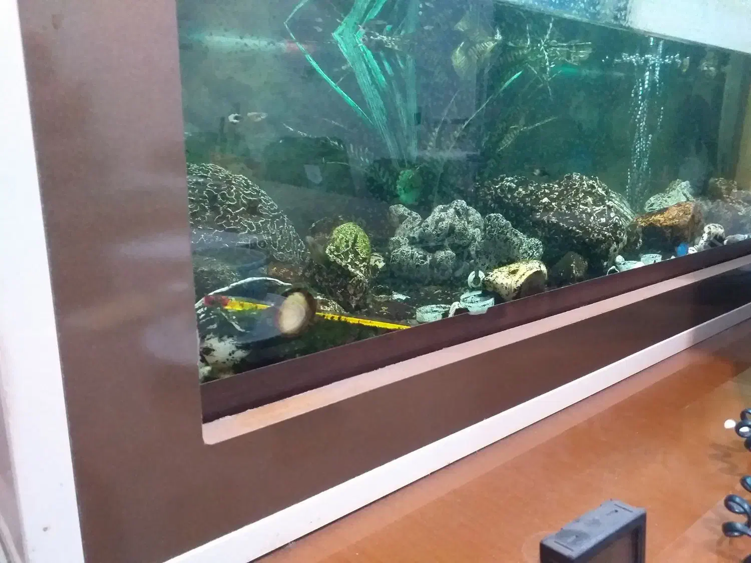 فروش آکواریوم آماده با ماهی و لوازم|ماهی|مشگین شهر, |دیوار