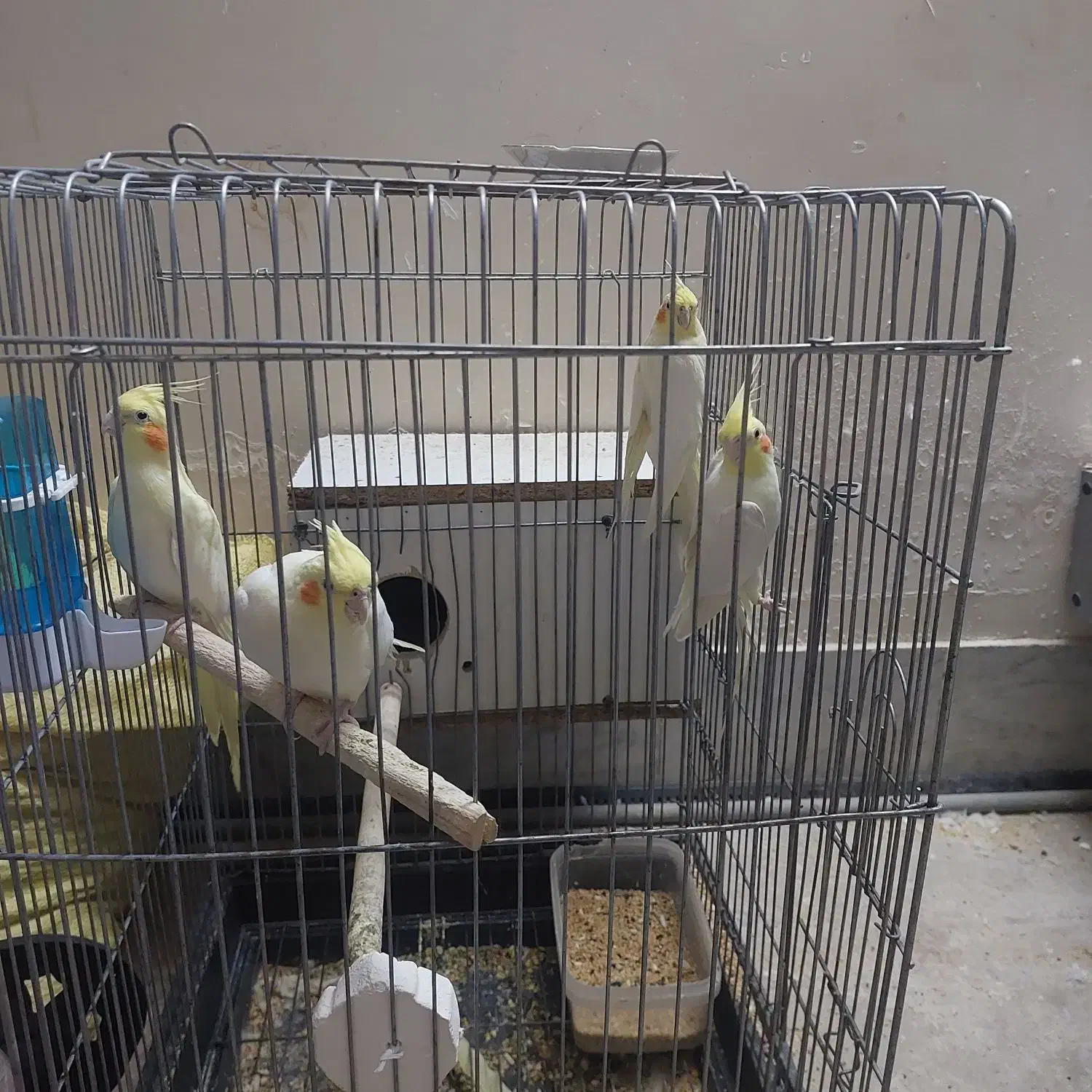 عروس هلندی|پرنده|حمیدیا, |دیوار