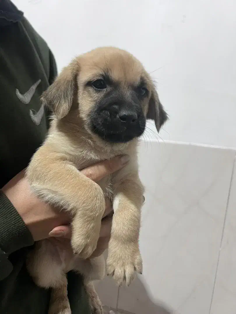 واگذاری توله اشپیتز|سگ|جهرم, |دیوار