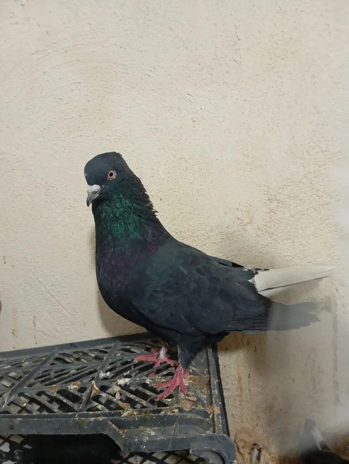 کبوتر شازده سورور سرور سبز کله دار زاغ دم سفید|پرنده|نوبران, |دیوار