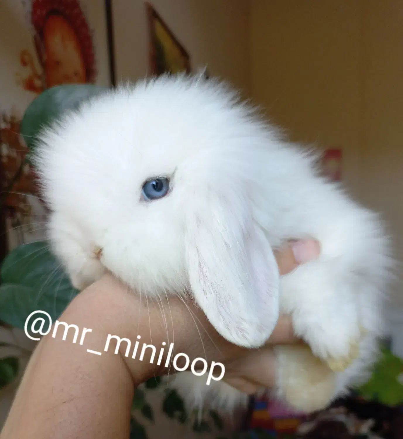 خرگوش مینی لوپ tedy برفی اسکاتلندی|موش و خرگوش|تهران, پونک|دیوار