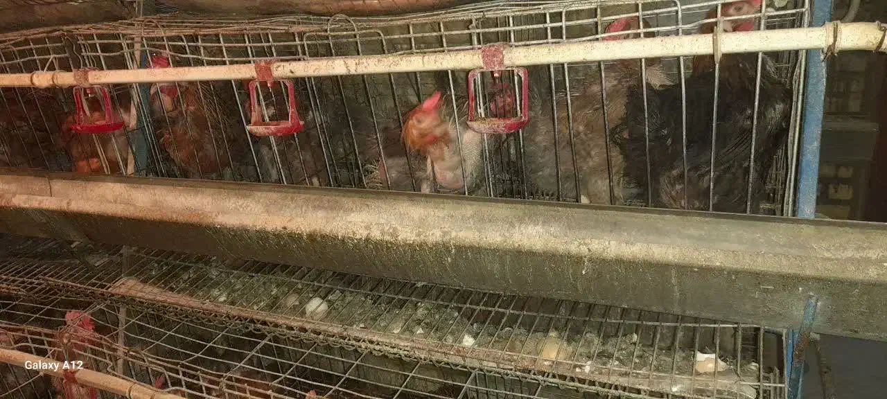 حیوانات پرندگان|حیوانات مزرعه|اصفهان, دارک|دیوار