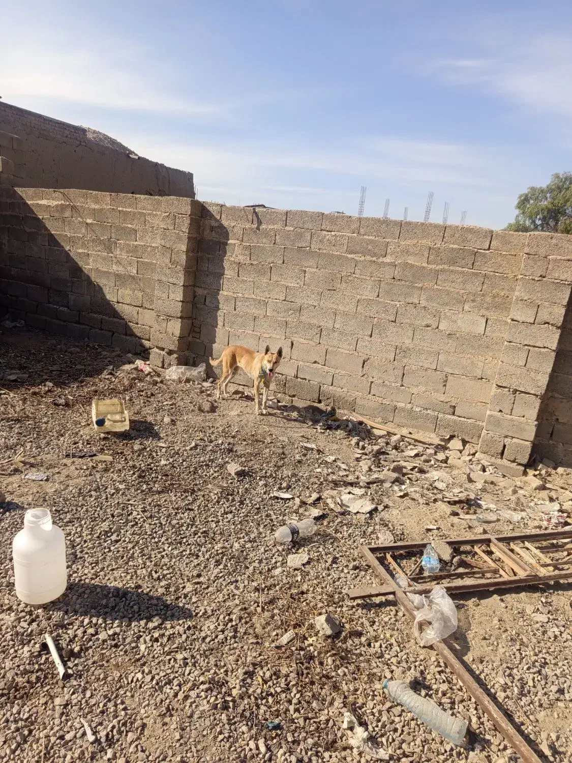 سگ ژرمن ماده|سگ|عنبرآباد, |دیوار