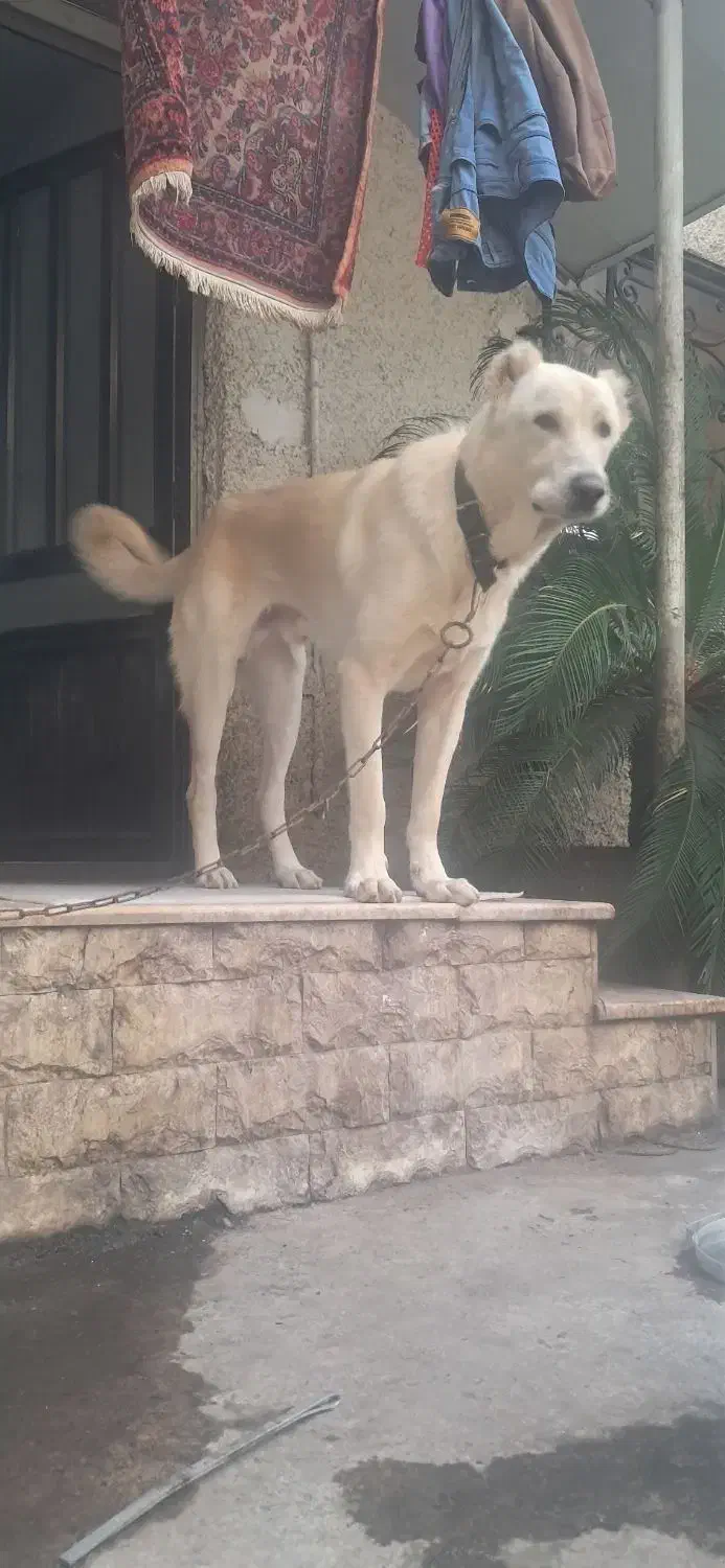 گمشده|حیوانات|رامسر, |دیوار