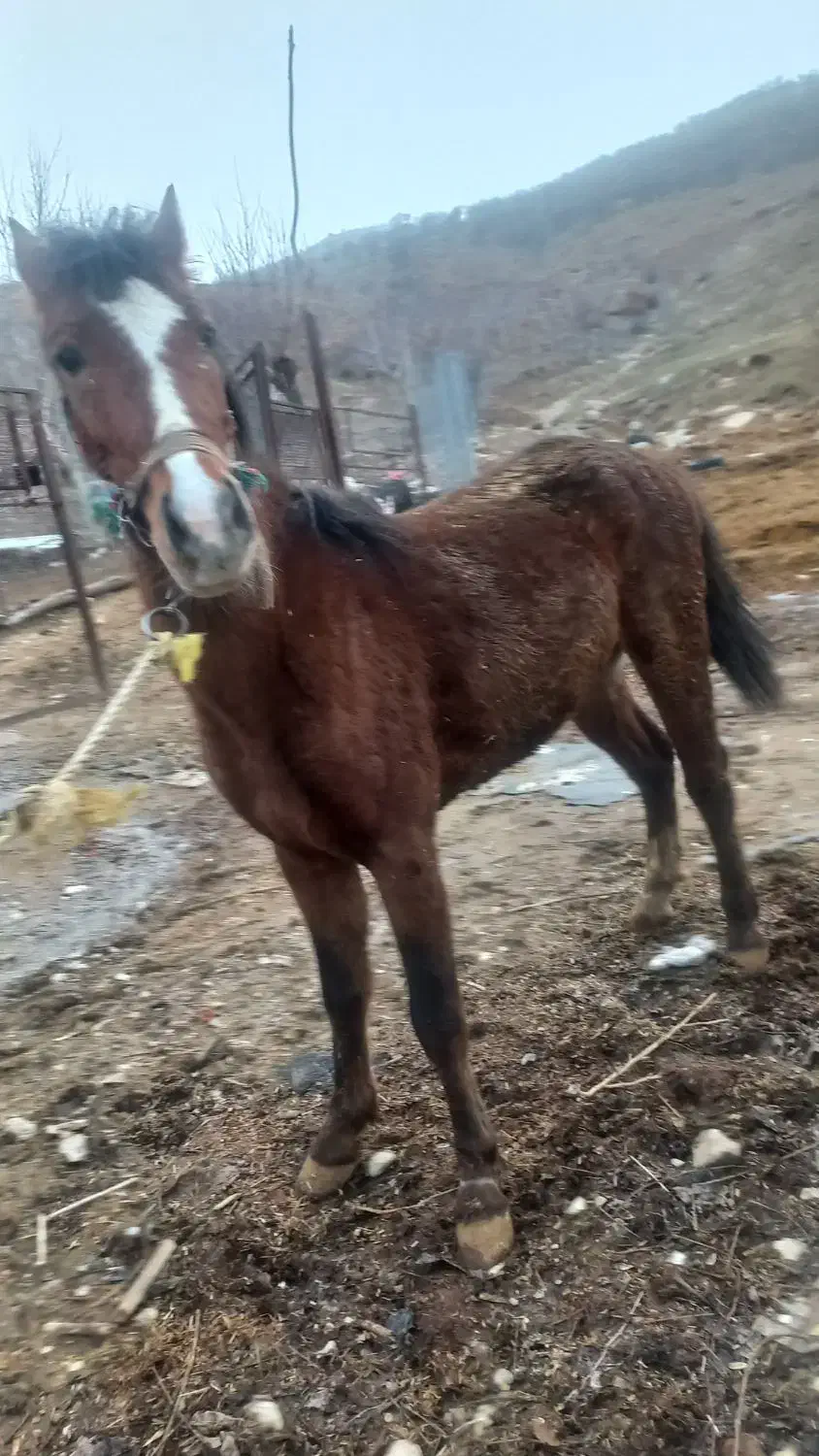 اسب نریان|اسب و تجهیزات اسبسواری|دورود, |دیوار