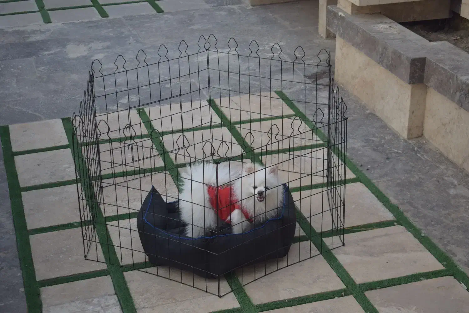 انواع پارک سگ با کیفیت و قیمت استثنایی|لوازم جانبی حیوانات|مشهد, شهید بهشتی|دیوار