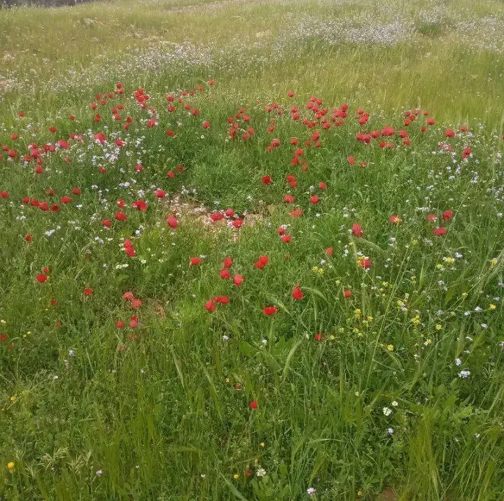 سوروجو|کلکسیون و سرگرمی|پارس‌آباد, |دیوار