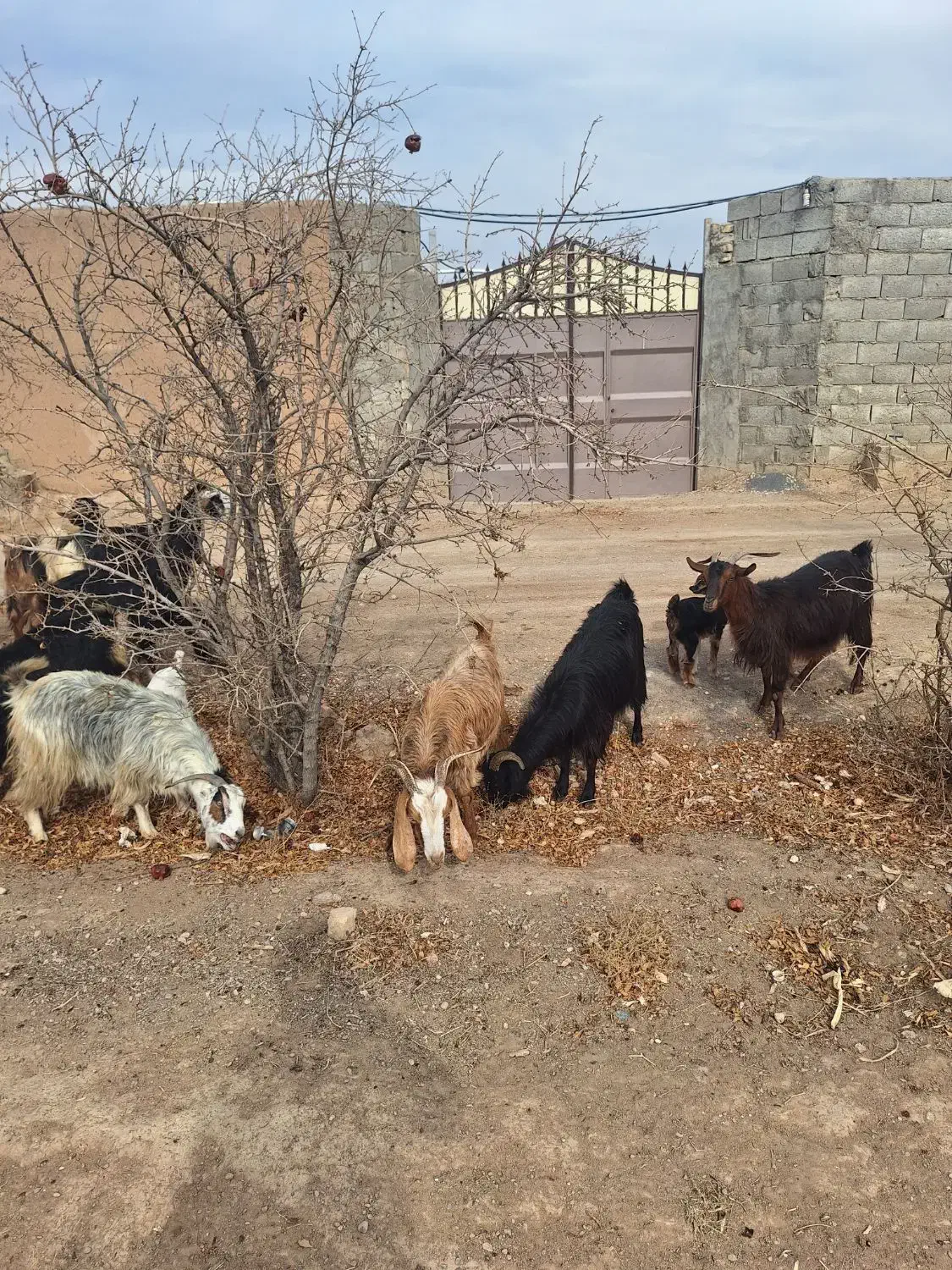 بز و بزغاله|حیوانات مزرعه|نجف‌آباد, حومه نجف آباد|دیوار