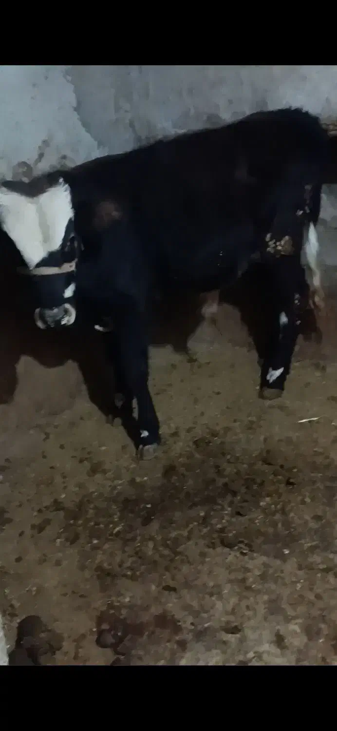 2عدد گوساله نر|حیوانات مزرعه|مریوان, |دیوار